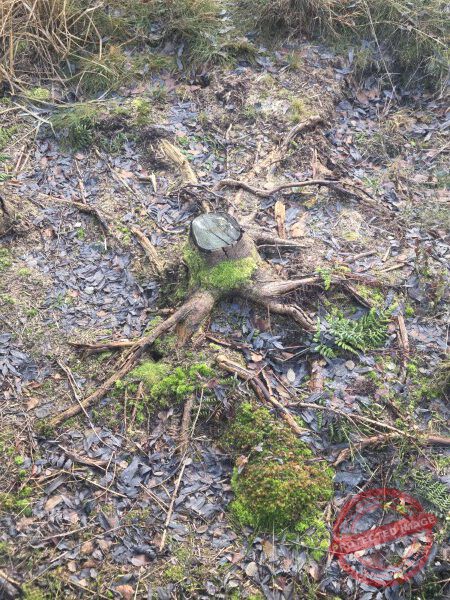 Lotharpfad 2025 - 008