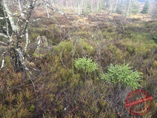 Lotharpfad 2025 - 009