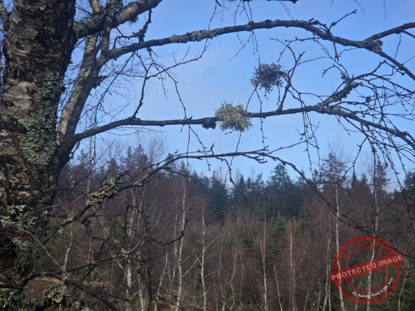 Lotharpfad 2025 - 010