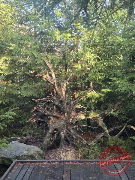 Lotharpfad 2025 - 011