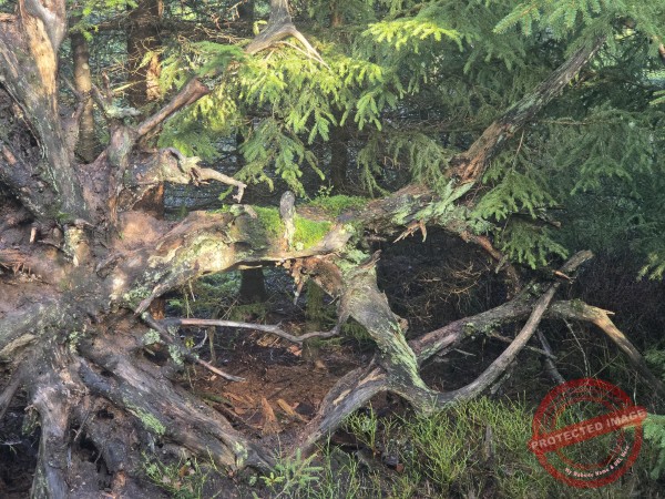 Lotharpfad 2025 - 013