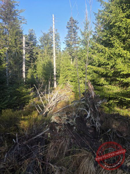 Lotharpfad 2025 - 014