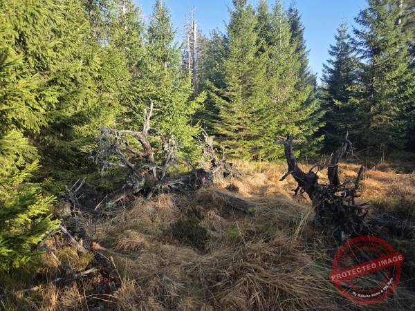 Lotharpfad 2025 - 016