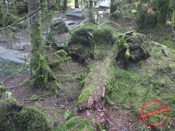 Lotharpfad 2025 - 023