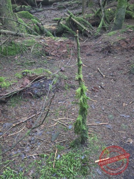 Lotharpfad 2025 - 024