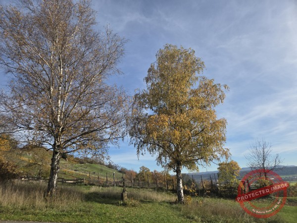 Wurmlinger Kapelle_2025-11-05 Rundweg - 002