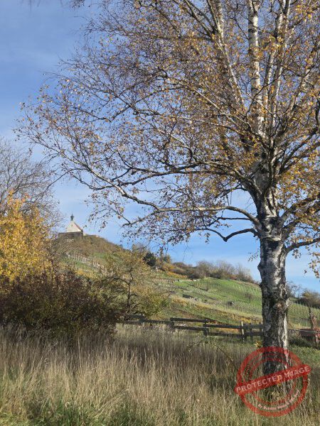 Wurmlinger Kapelle_2025-11-05 Rundweg - 004