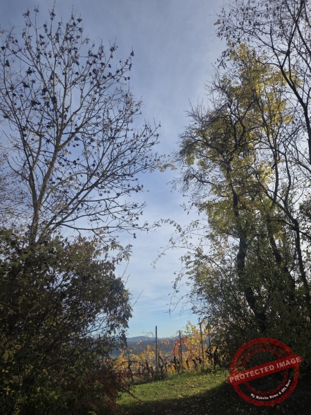 Wurmlinger Kapelle_2025-11-05 Rundweg - 016