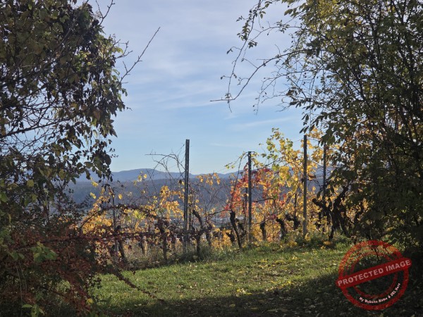 Wurmlinger Kapelle_2025-11-05 Rundweg - 017