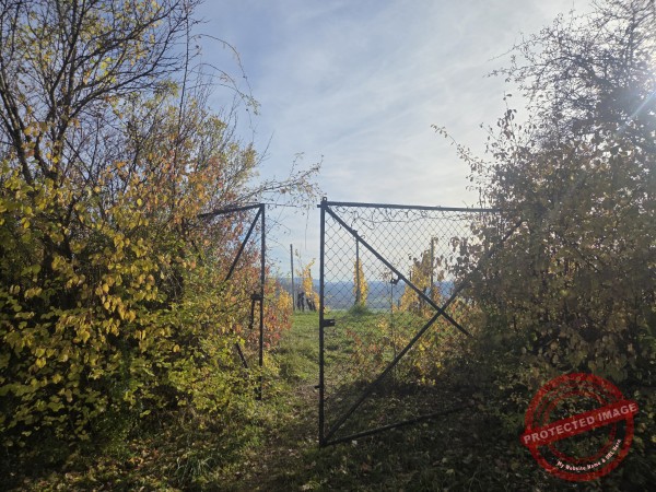 Wurmlinger Kapelle_2025-11-05 Rundweg - 018