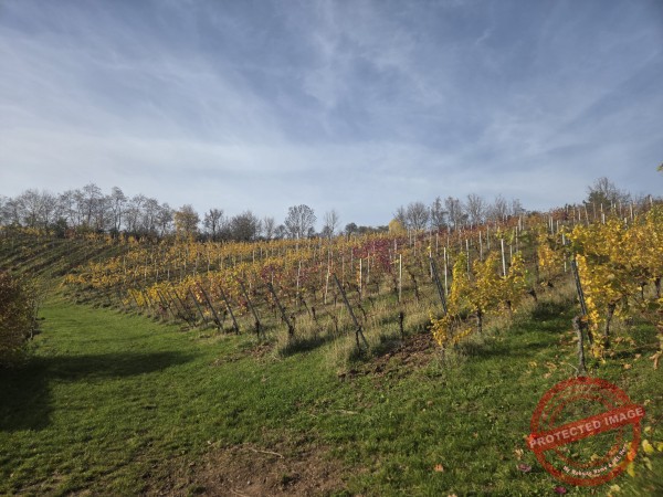 Wurmlinger Kapelle_2025-11-05 Rundweg - 020