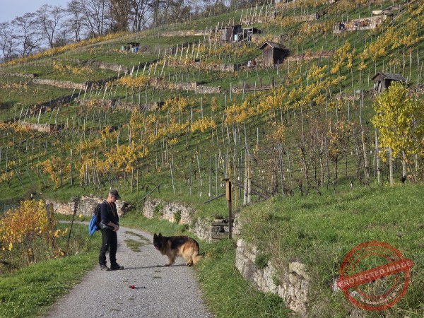 Wurmlinger Kapelle_2025-11-05 Rundweg - 045