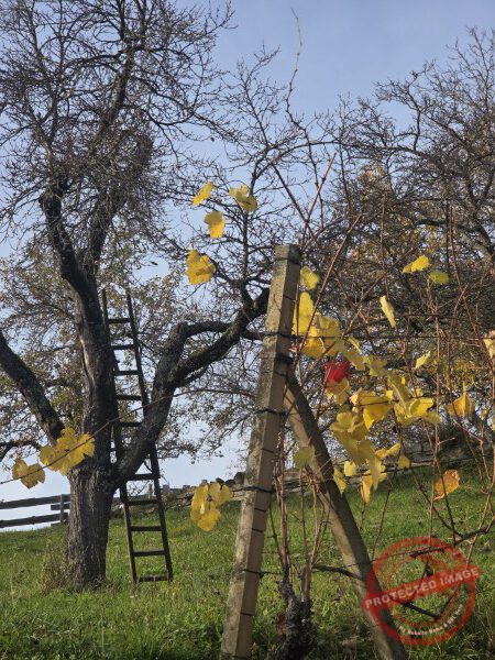 Wurmlinger Kapelle_2025-11-05 Rundweg - 057
