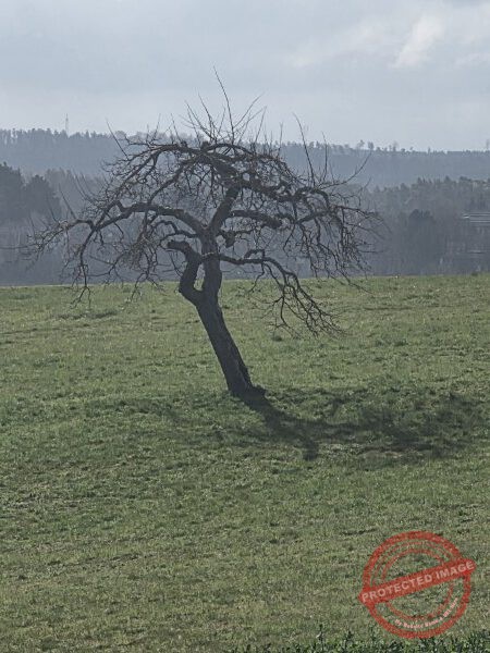 LB Bäume 216