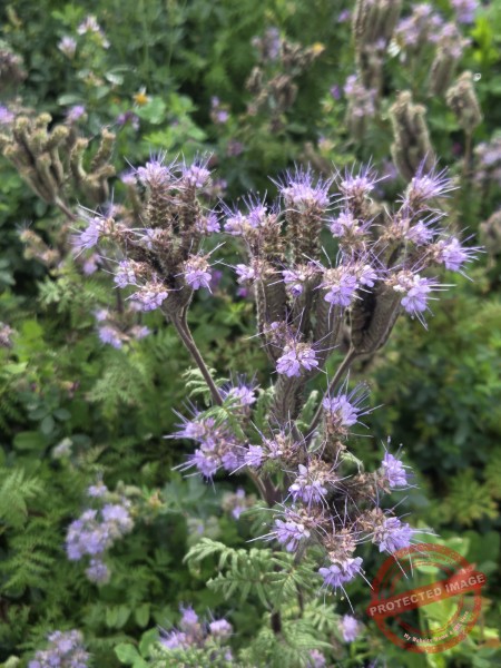 LB Blumen 193