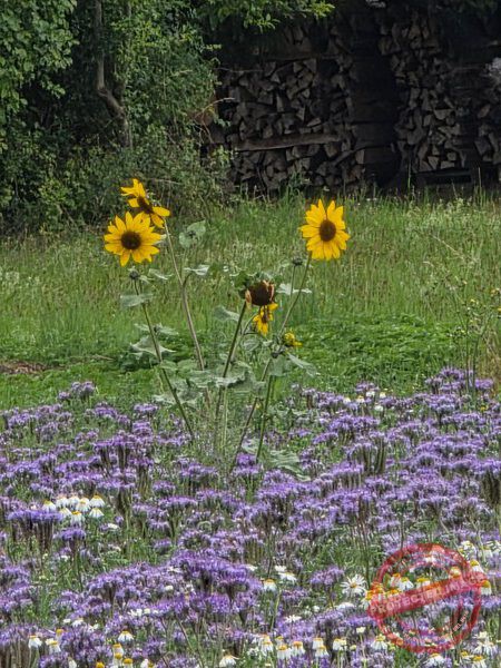 LB Blumen 194