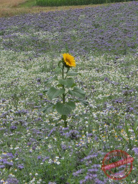LB Blumen 195