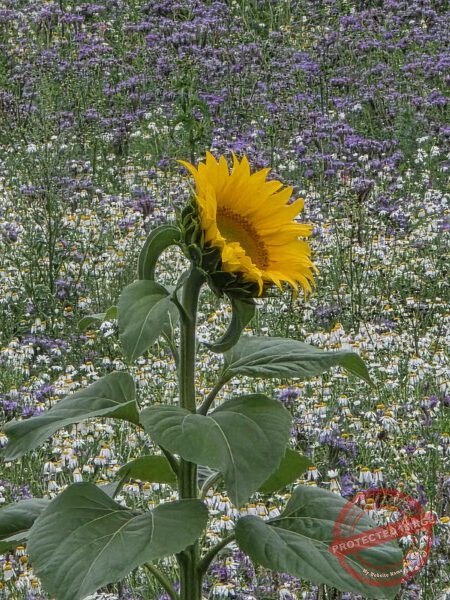 LB Blumen 196