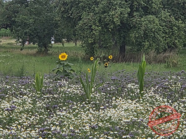 LB Blumen 197