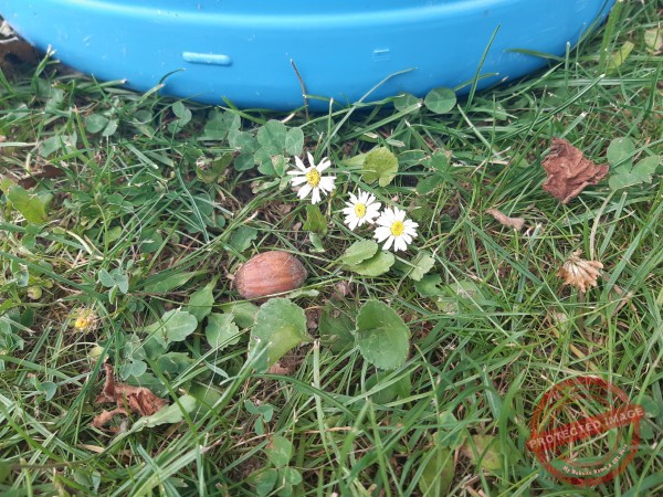 LB Blumen 199