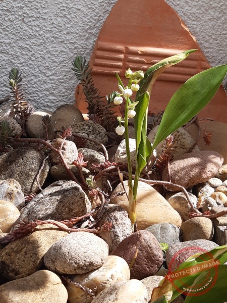 LB Blumen 200