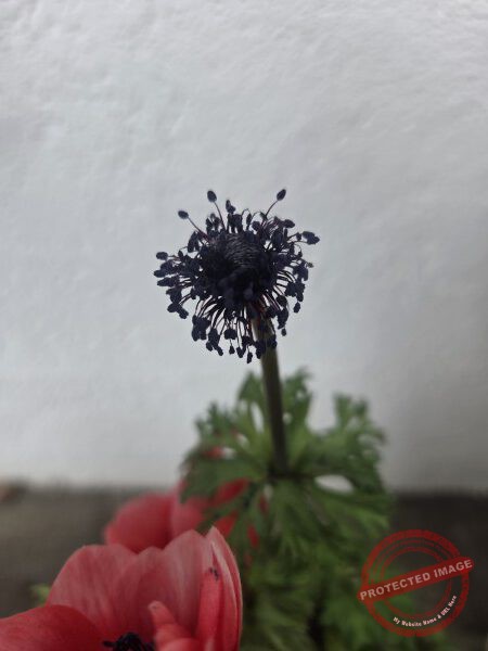 LB Blumen 203