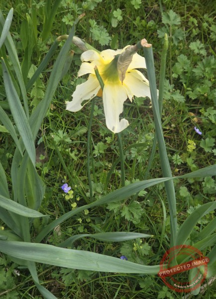 LB Blumen 204