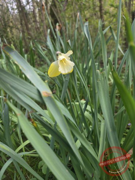 LB Blumen 206