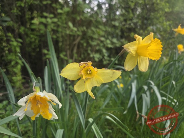 LB Blumen 207