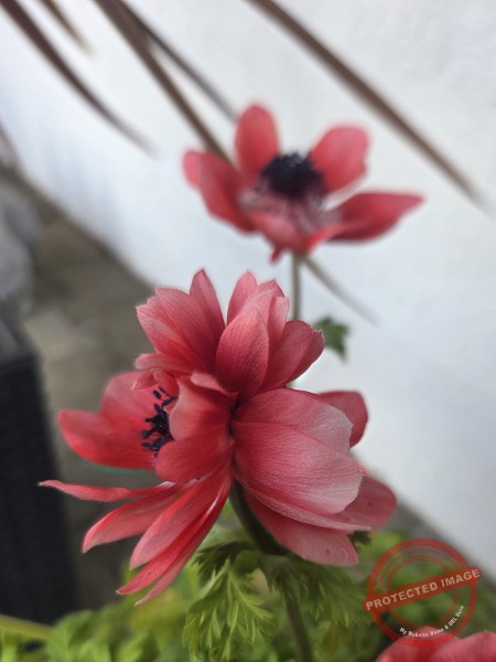 LB Blumen 209