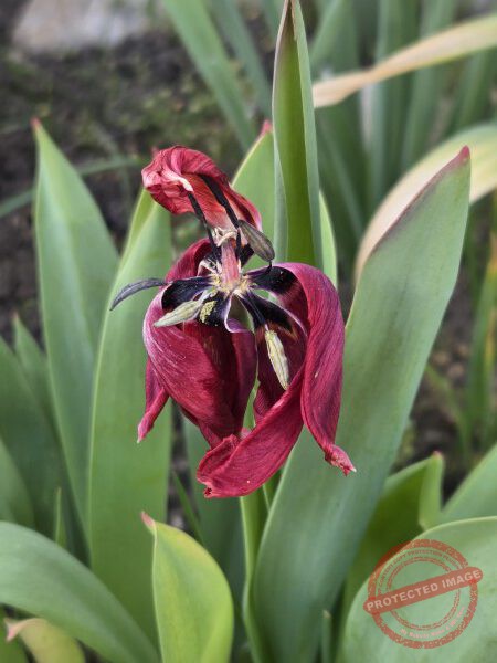 LB Blumen 210