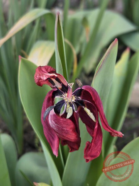LB Blumen 211