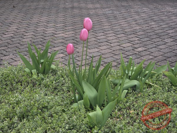 LB Blumen 212