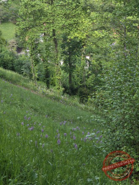 LB Blumen 214