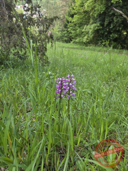LB Blumen 215