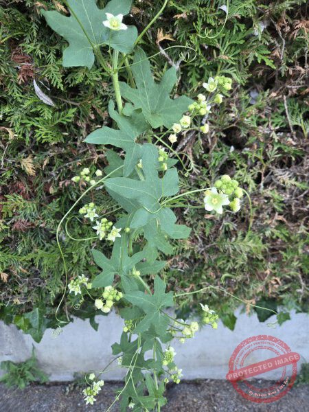 LB Blumen 216