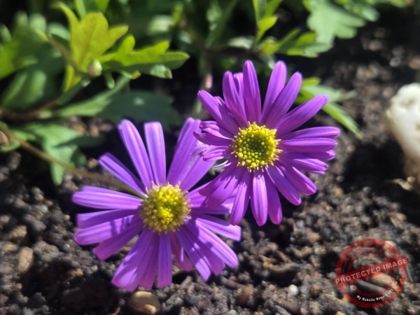 LB Duos Blumen 091