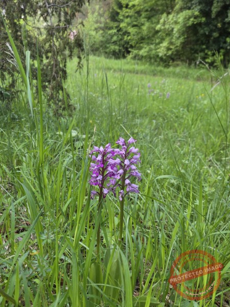 LB Duos Blumen 094