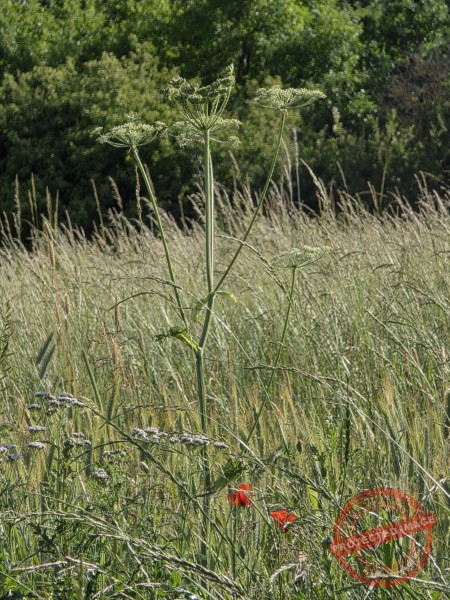 LB Duos Blumen 095