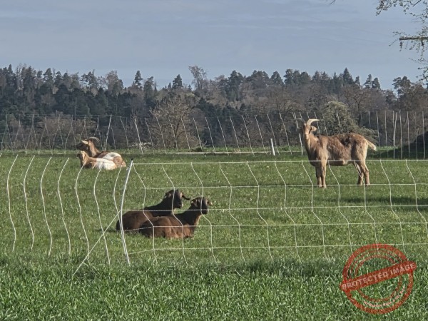 LB Duos Tiere 078