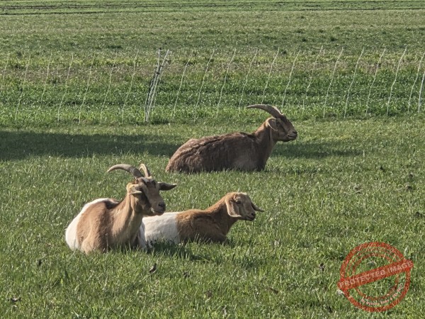 LB Duos Tiere 079