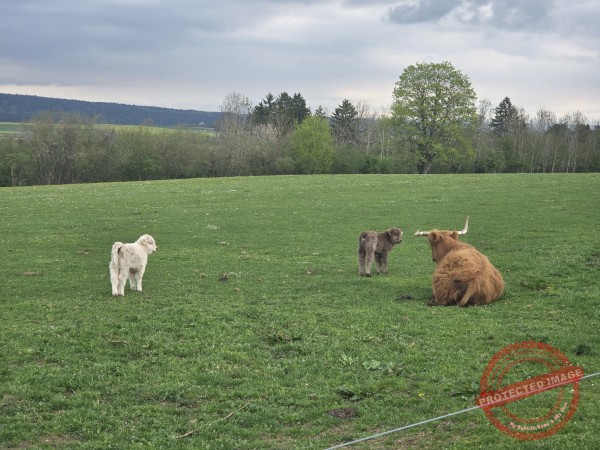 LB Tiere 205