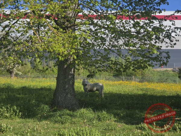 LB Tiere 206