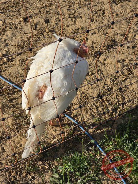LB Tiere 212