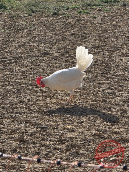 LB Tiere 213