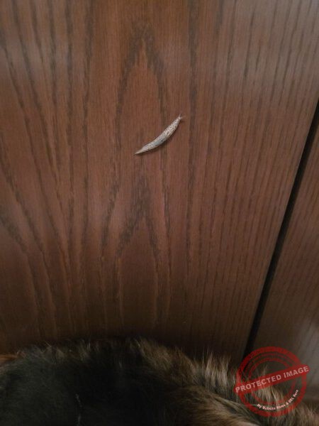 LB Tiere 217