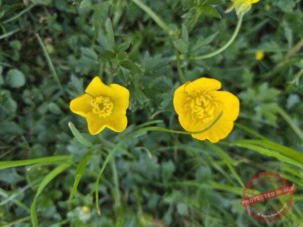 dud, M-K Blumen 034