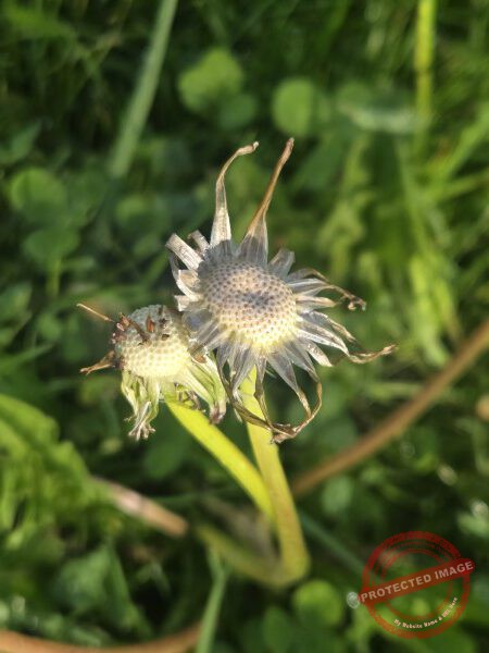 dud, M-K Blumen 035