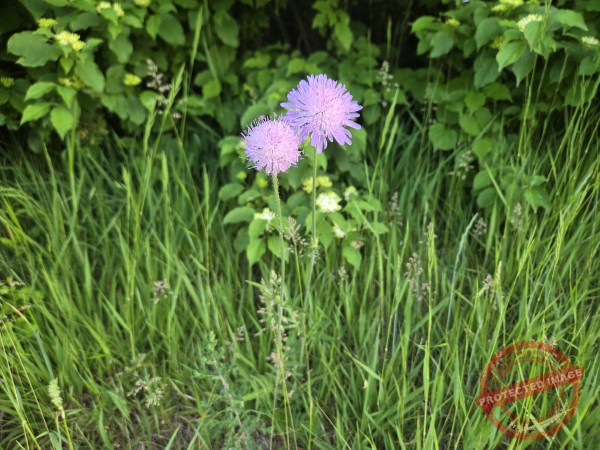 dud, M-K Blumen 036