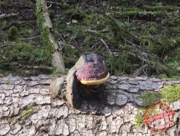 ich will in den Zoo
